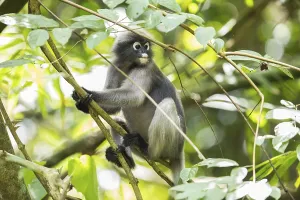 Central Thailand Nature Reserve Prints: Dusky leaf monkey (Trachypithecus obscurus)