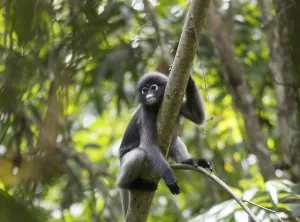 Central Thailand Nature Reserve Prints: Dusky leaf monkey (Trachypithecus obscurus)
