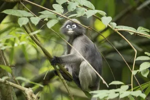 Central Thailand Nature Reserve Prints: Dusky leaf monkey (Trachypithecus obscurus)
