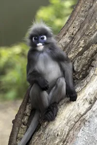 Dusky Leaf Monkey Print (Trachypithecus obscurus)