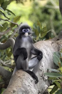 Dusky Leaf Monkey (Trachypithecus obscurus)