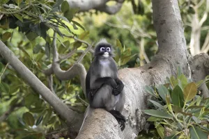 Asian Primates Prints: Dusky Leaf Monkey (Trachypithecus obscurus)