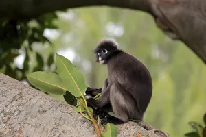 Cercopithecidae Family Photos Prints: Dusky leaf monkey (Trachypithecus obscurus)