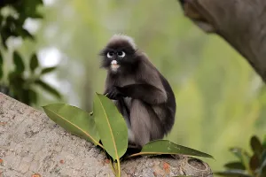 South Australian Wildlife Prints: Dusky leaf monkey (Trachypithecus obscurus)