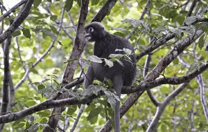 Animal Feed And Ingestion Prints: Dusky leaf monkey (Trachypithecus obscurus)