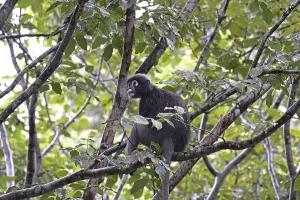 Malaysia Travel Photography Prints: Dusky leaf monkey (Trachypithecus obscurus)