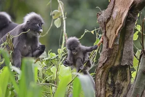 Animal Feed Photography Prints: Dusky leaf monkey (Trachypithecus obscurus)