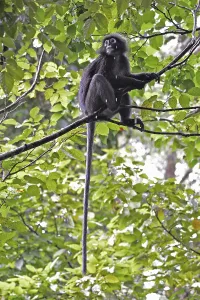 Wildlife Landscape Photography Prints: Dusky leaf monkey (Trachypithecus obscurus)
