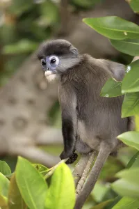 Captive Monkey Photos Prints: Dusky Leaf Monkey (Trachypithecus obscurus)