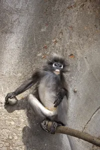Captive Monkey Photos Prints: Dusky Leaf Monkey (Trachypithecus obscurus)
