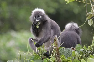 Dusky leaf monkey (Trachypithecus obscurus)