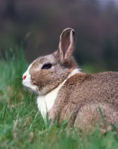 Lagomorpha Mammal Species Prints: Dwarf Rabbit, Dwarf Rabbit