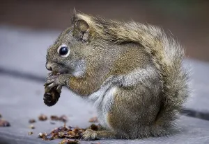 Rodent Foraging Behavior Prints: Eastern gray squirrel (Sciurus carolinensis)