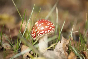Poisonous Mushrooms In Nature Prints: Fly Agaric Toadstool