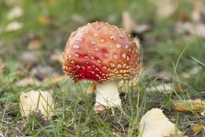 Coniferous Tree Scene Prints: Fly Agaric Toadstool