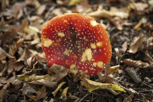 Coniferous Tree Background Prints: Fly Agaric Toadstool