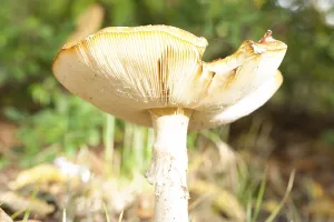 Coniferous Tree Background Prints: Fly Agaric Toadstool