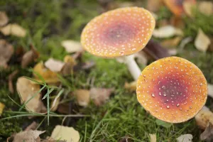 Toxic Fungus Prints: Fly Agaric Toadstool