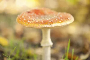 Coniferous Tree Scenery Prints: Fly Agaric Toadstool