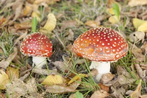 Coniferous Tree Scene Prints: Fly Agaric Toadstool