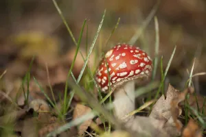 Red Toadstool Prints: Fly Agaric Toadstool