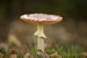 Amanita Strobiliformis Species Prints: Fly Agaric Toadstool