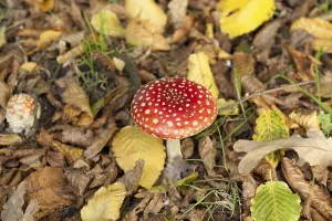Coniferous Tree Scene Prints: Fly Agaric Toadstool