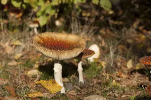 Red Mushroom Prints: Fly Agaric Toadstool