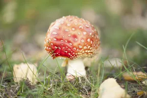 Toxic Mushroom Identification Prints: Fly Agaric Toadstool