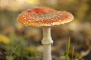 Toxic Fungus Prints: Fly Agaric Toadstool