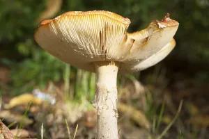 Gilled Mushroom Identification Prints: Fly Agaric Toadstool