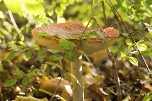 Fly Agaric Toadstool Print