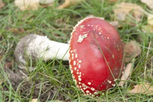 Amanita Strobiliformis Image Prints: Fly Agaric Toadstool