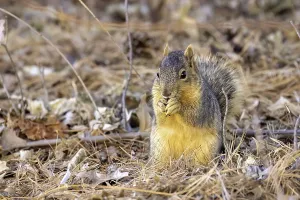 Meadow Animals Prints: The fox squirrel (Sciurus niger)