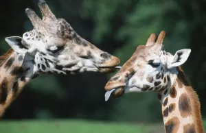 Giraffes Licking Each Other Print (Africa)