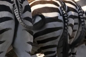 Grant's Zebra Print from Behind