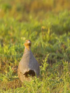 Empty European Landscape Prints: Gray partridge (Perdix perdix)