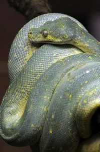 Green python (Morelia viridis, Chondropython viridis)