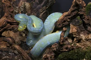 Green Tree Python Prints: GREEN TREE Green tree python (morelia viridis)