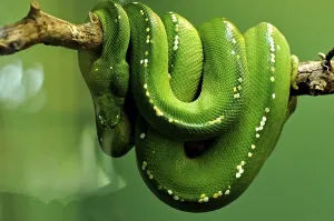 Constrictor Snake Species Prints: Green tree python (Chondropython viridis)