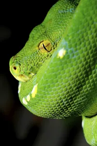 Green Tree Python Prints: Green Tree Python (Chondropython viridis or Morelia viridis)