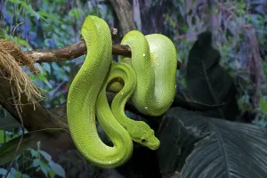 Natural Habitat Images Germany Prints: Green Tree Python (Morelia viridis)