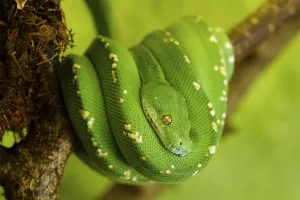 Green Tree Python Prints: Green Tree Python (Morelia viridis)