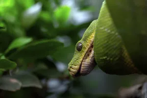 Green Tree Python Prints: Green tree python (Morelia viridis)