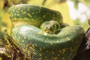 Green Tree Python Prints: Green tree python (Morelia viridis)