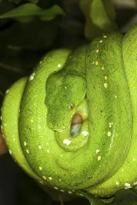 Green Tree Python Prints: Green Tree Python (morelia viridis)