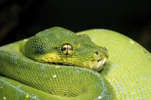 Green Tree Python Prints: Green tree python (morelia viridis)