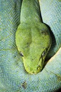 West Papua Wildlife Prints: Green tree python, Morelia viridis