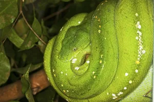 Green Tree Python Prints: Green Tree Python (morelia viridis)