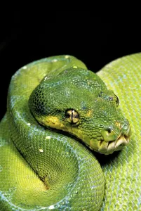 Oceania Wildlife Images Prints: Green Tree Python (morelia viridis)